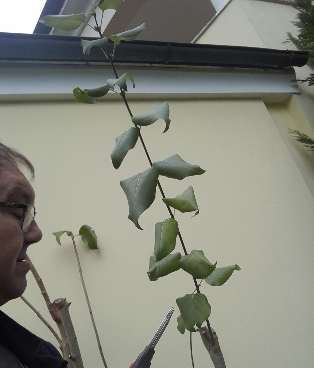 Karl Hochreiter beim Rückschnitt eines Flieders an einer Hausmauer