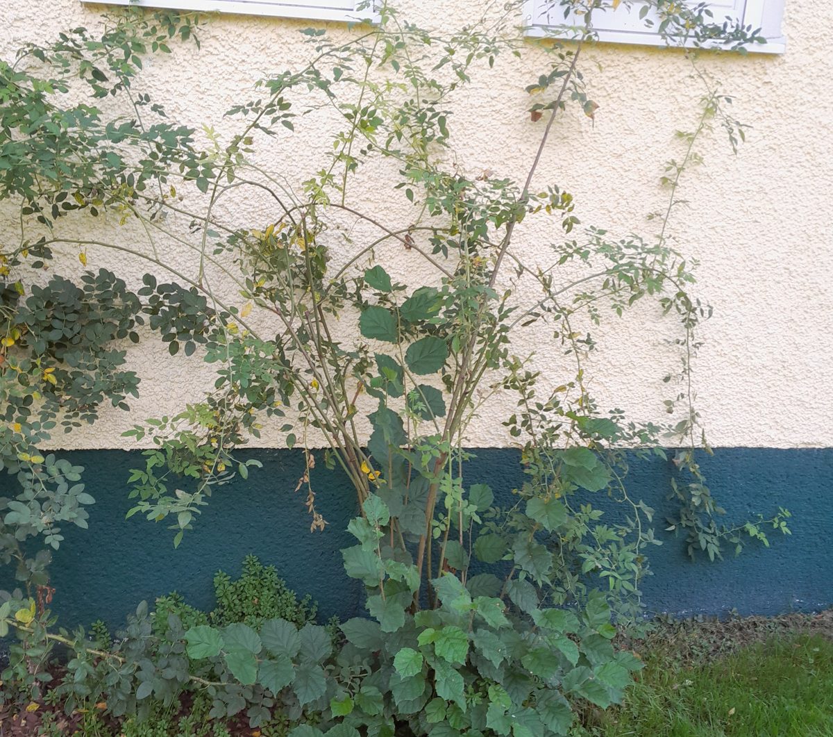 Verwilderte Kletterrose an einer Hausmauer vor dem Rückschnitt